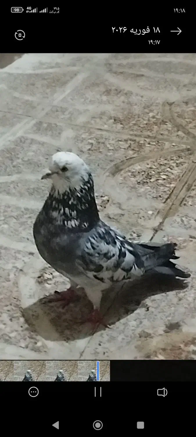 کفتر|پرنده|رباط‌کریم, الارد|دیوار