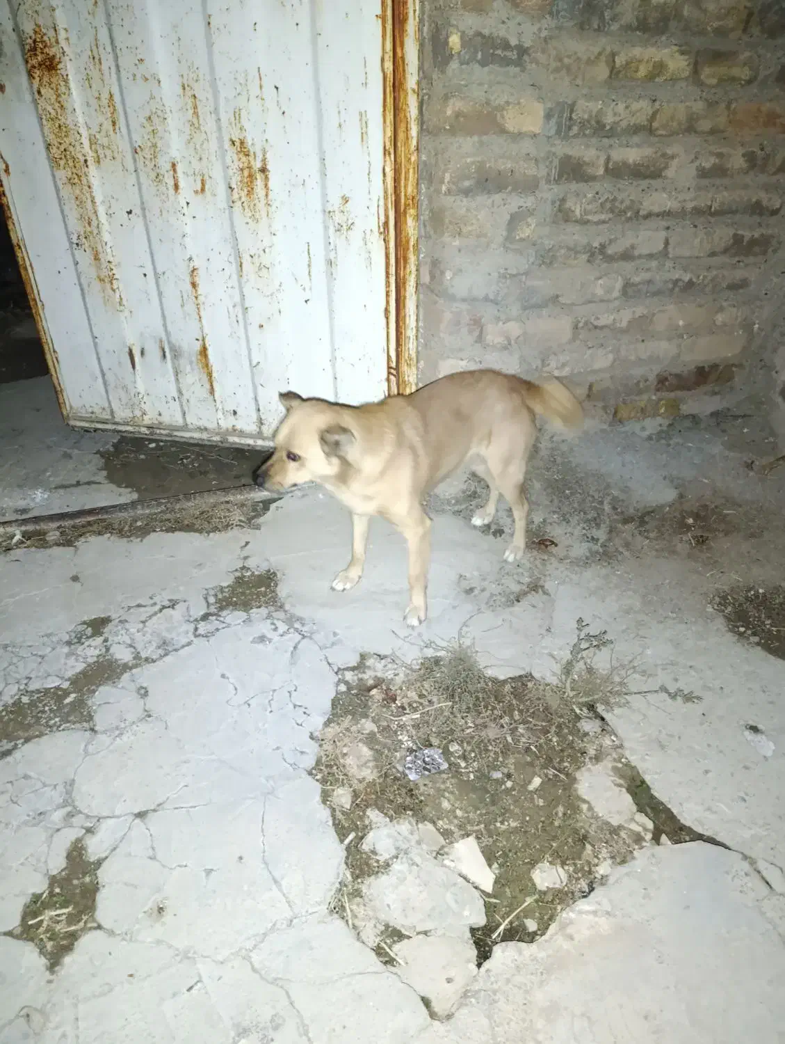 سرپرستی حیوان  پاکوتاه درسلامت کامل واکسن زده|سگ|دورود, |دیوار