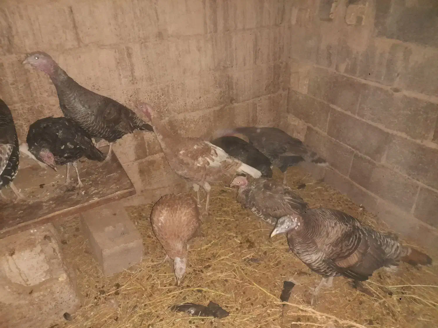 بوقلمون|حیوانات مزرعه|راور, |دیوار