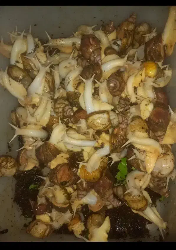 ح.لزون مول.د|خزنده|تهران, شکوفه|دیوار