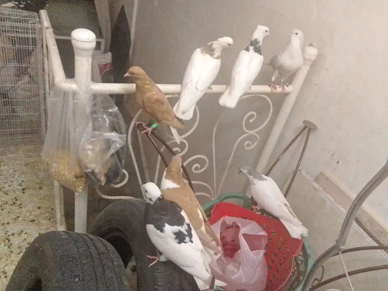 شش تا رنگه|پرنده|تربتحیدریه, قاسم آباد|دیوار