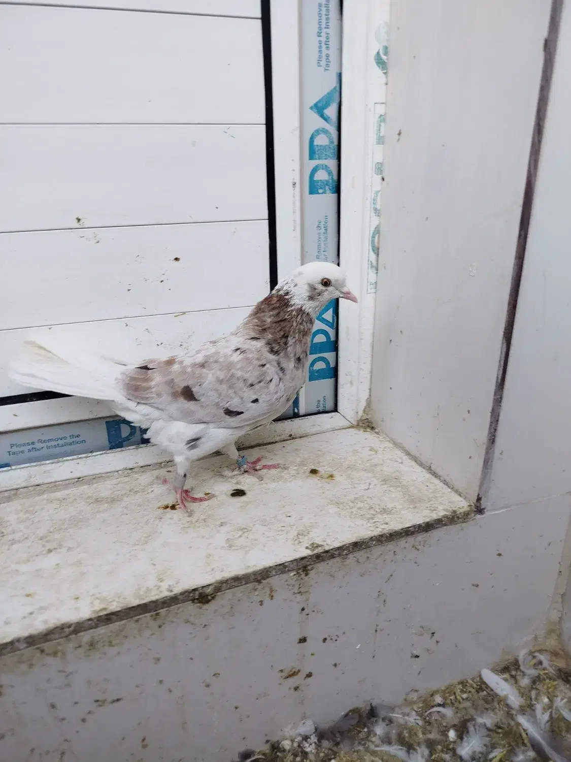 کبوتر تهرانی زوردار|پرنده|سرپل ذهاب, |دیوار