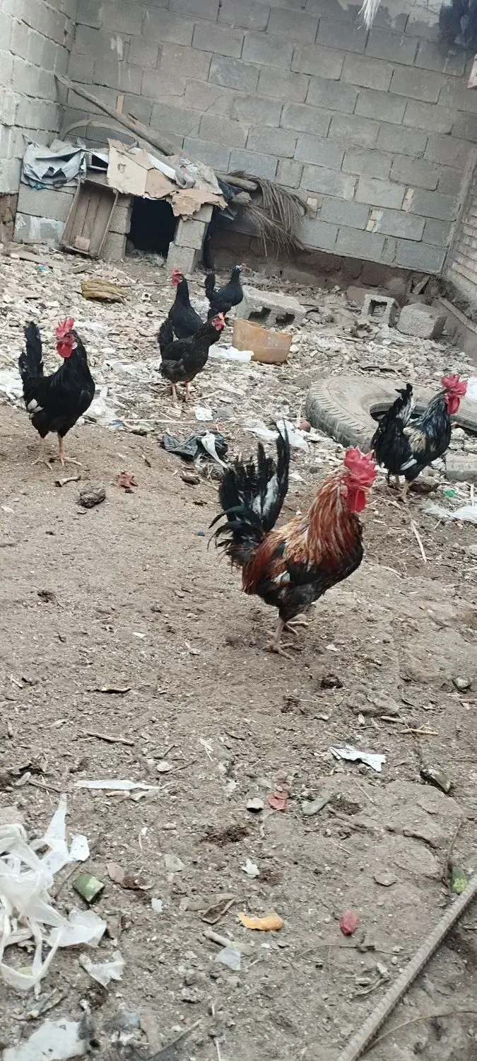 سلام.مرغ.خروس.غاز|حیوانات مزرعه|شادگان, |دیوار