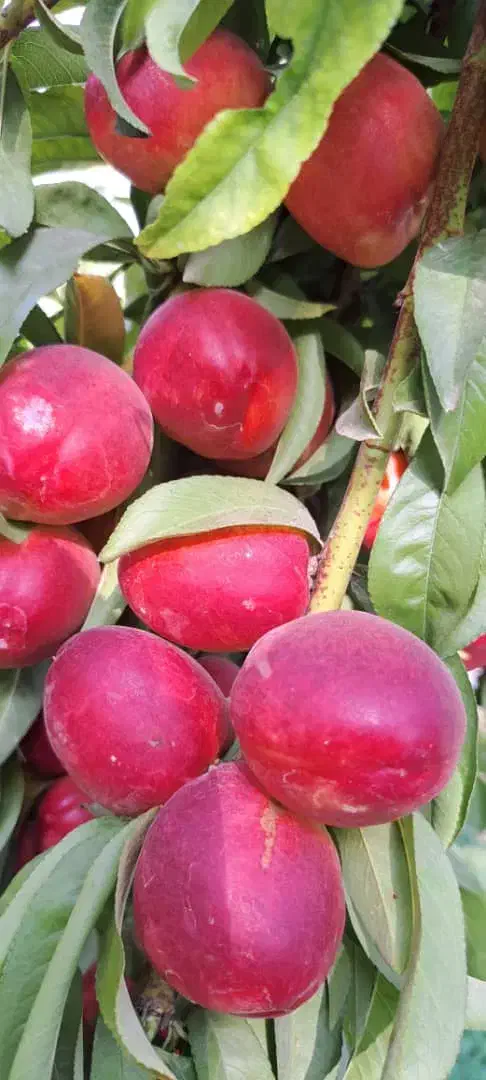 نهالستان پالیز دارای ارقام متنوع نهال های دیرگل|خدمات باغبانی و درختکاری|سرعین, |دیوار