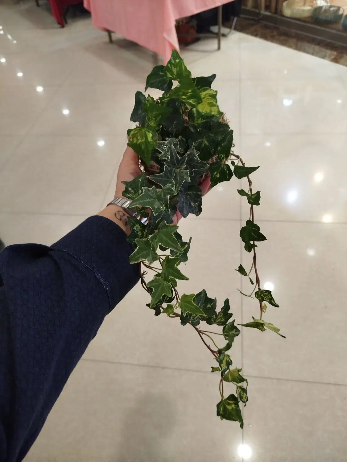 گل ترند|گل و گیاه طبیعی|مشهد, بهارستان|دیوار