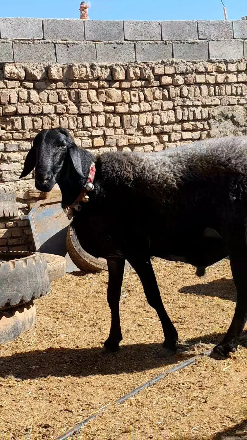 قوچ-هرکول-قره غزل-میش-بره|حیوانات مزرعه|کاشان, مشکات|دیوار