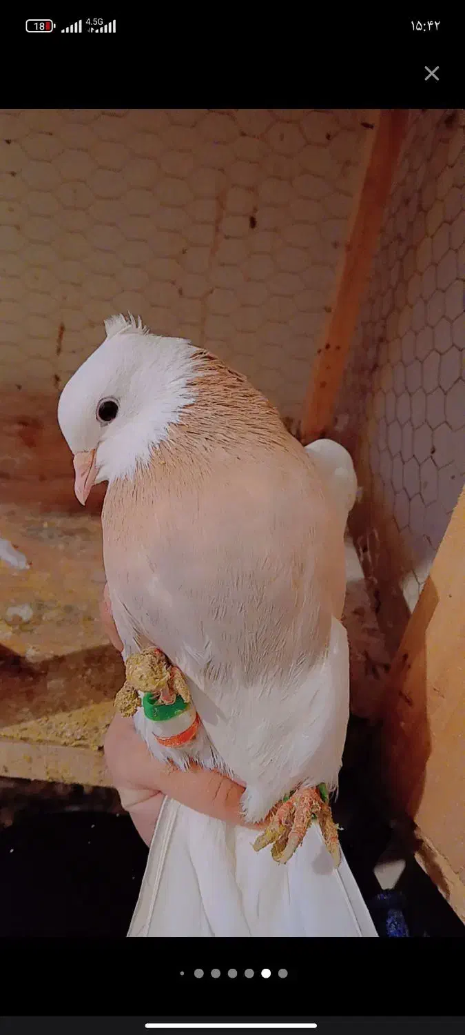 طوقی جفت وسبز جفت|پرنده|چناران, |دیوار