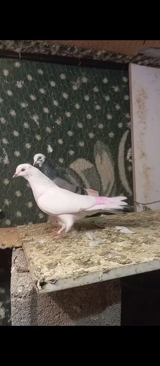 گم شده|حیوانات|اشتهارد, |دیوار