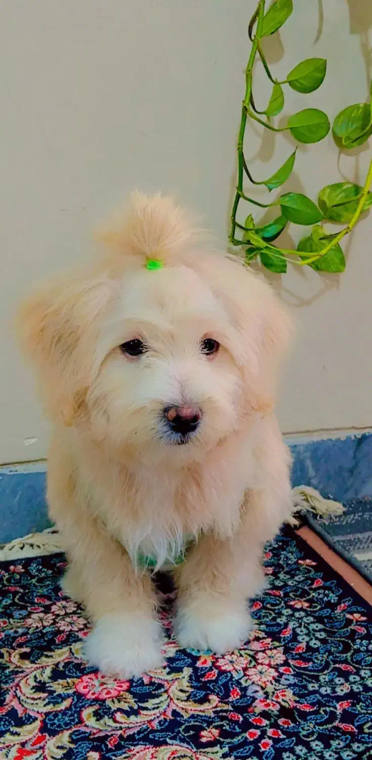 فروش سگ|سگ|کرمان, |دیوار