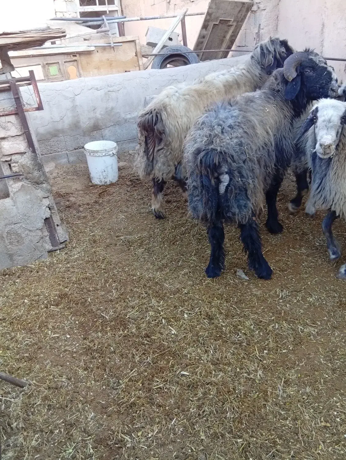 قوچ داشتی|حیوانات مزرعه|شهرضا, |دیوار