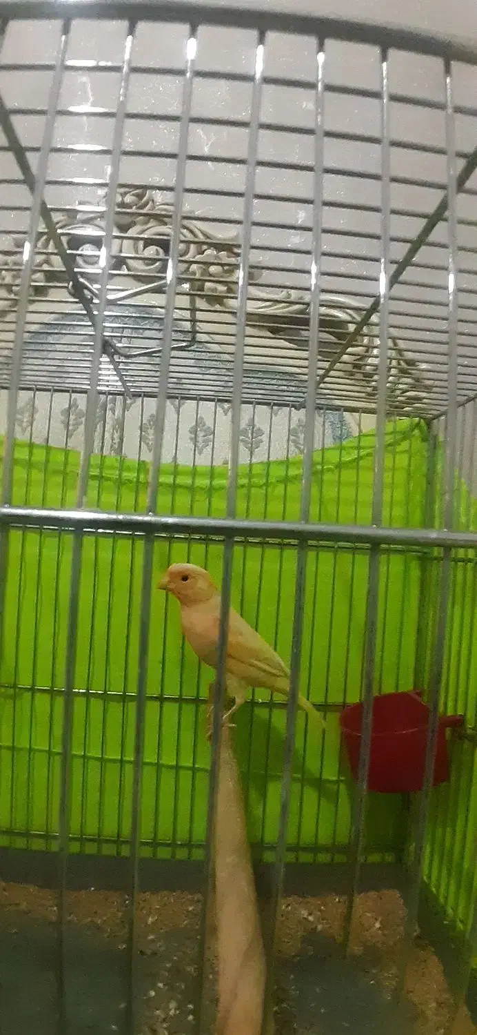 قناری|پرنده|شهر ری, شهرری|دیوار