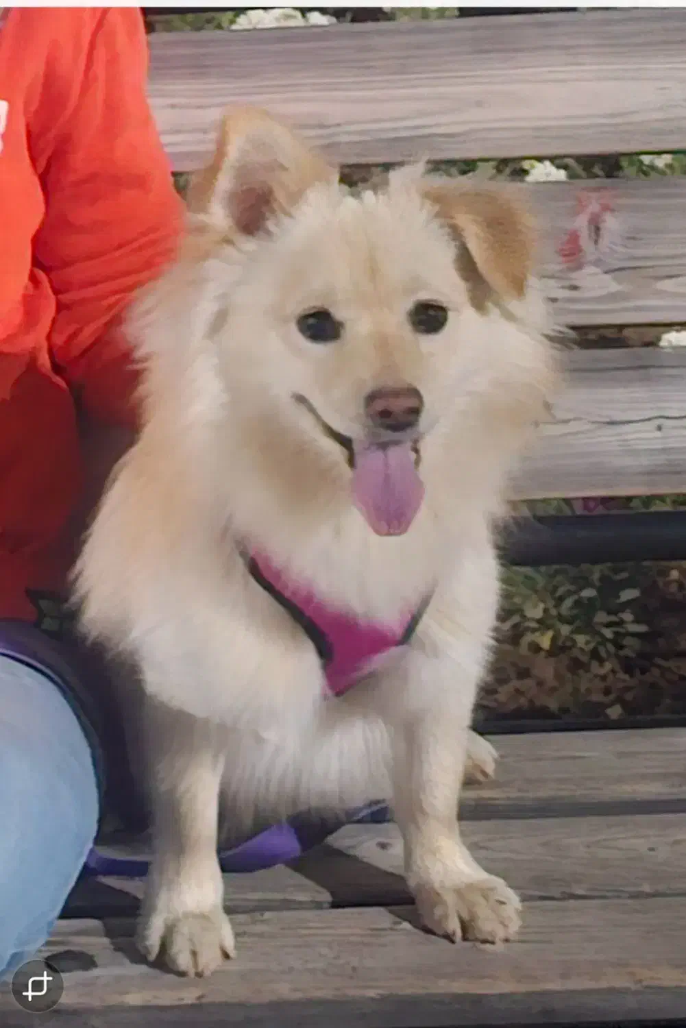 سگ پامراشپیتز|سگ|صدرا-فارس, فاز ۱|دیوار