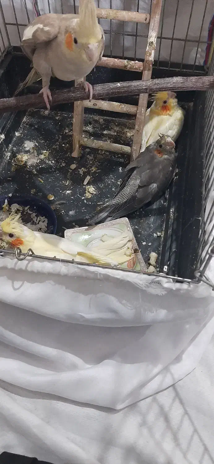 جوجه عروس هلندی|پرنده|تهران, هفده شهریور|دیوار