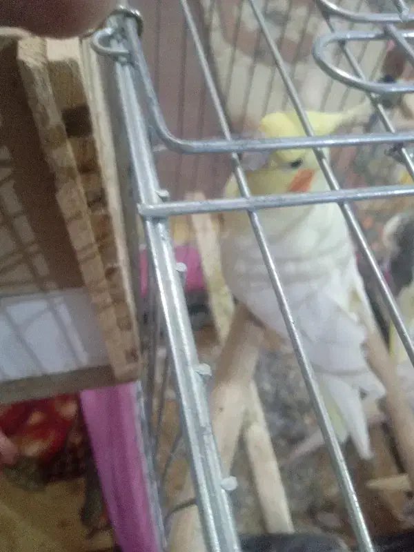 عروس هلندی|پرنده|هشتگرد, هشتگرد قدیم|دیوار