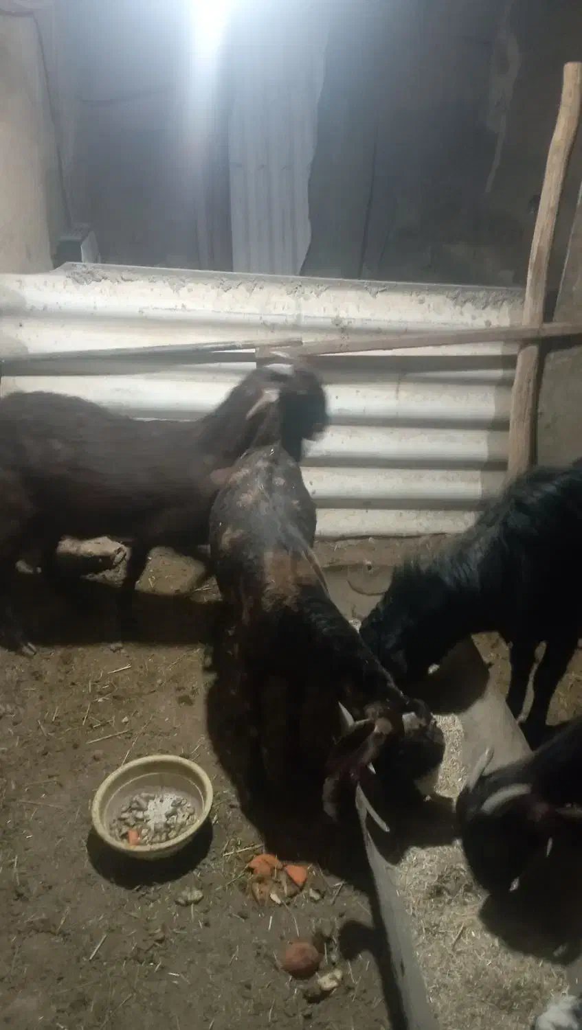 بز بزغاله|حیوانات مزرعه|سیدآباد, |دیوار