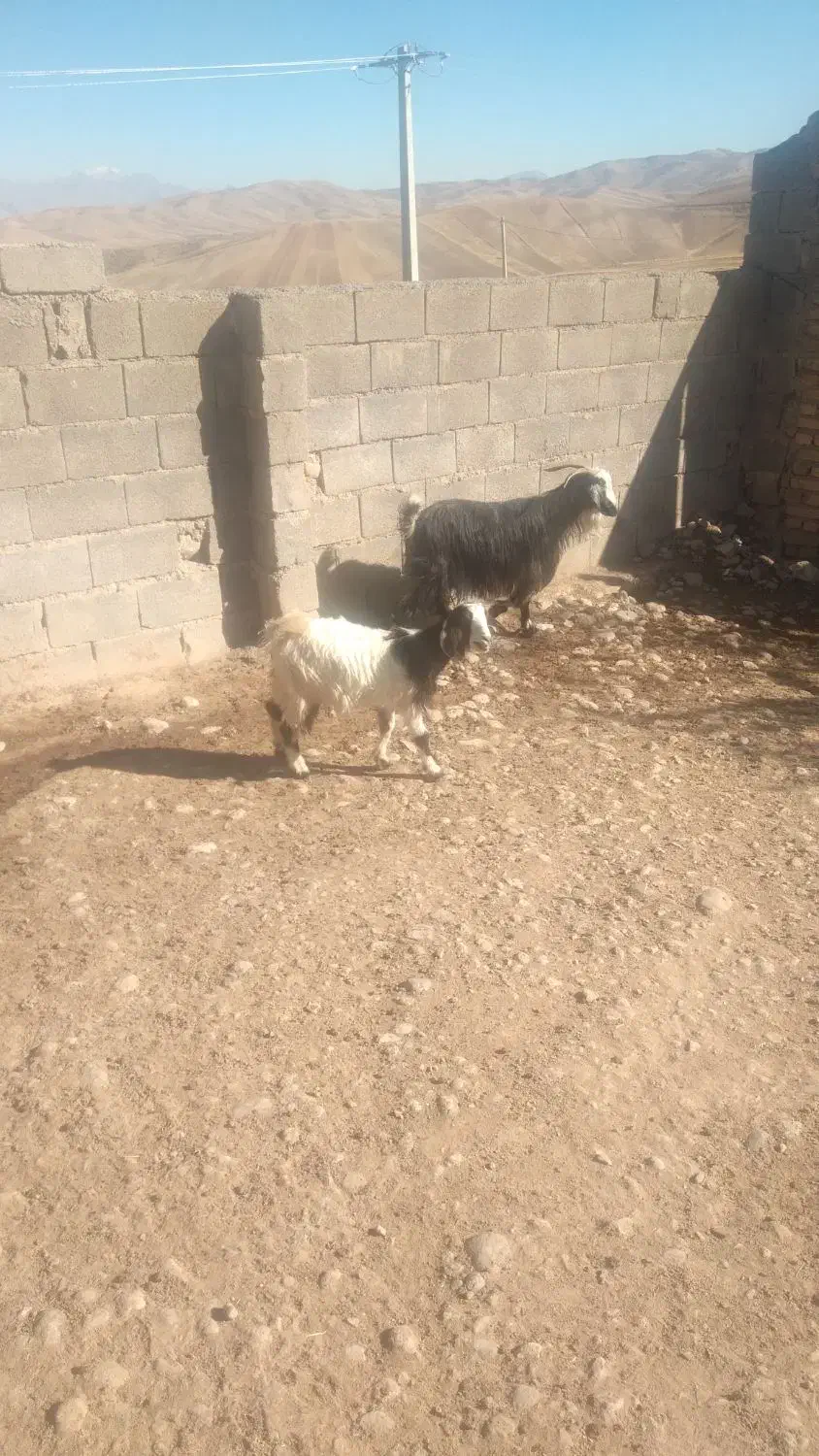 بز و بزغاله ماده|حیوانات مزرعه|فیروزآباد (لرستان), |دیوار