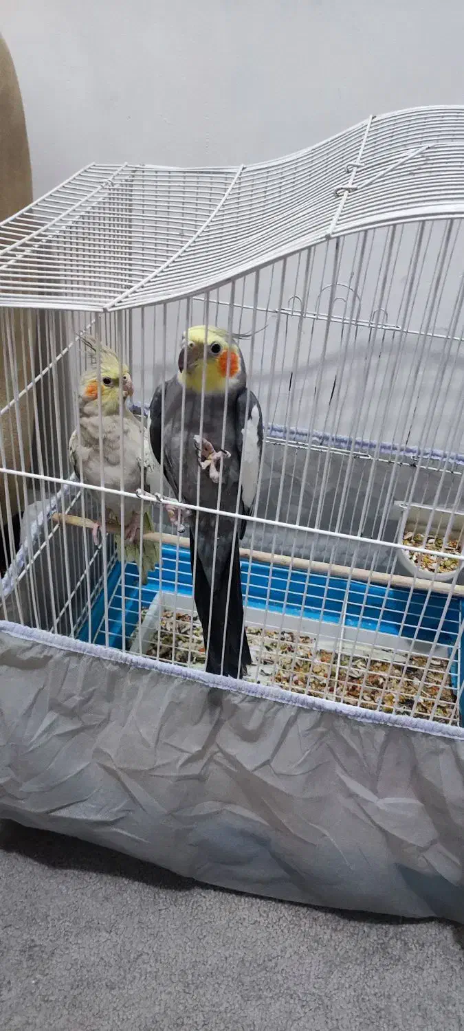 عروس هلندی۲ عددسخنگو|پرنده|اندیمشک, |دیوار