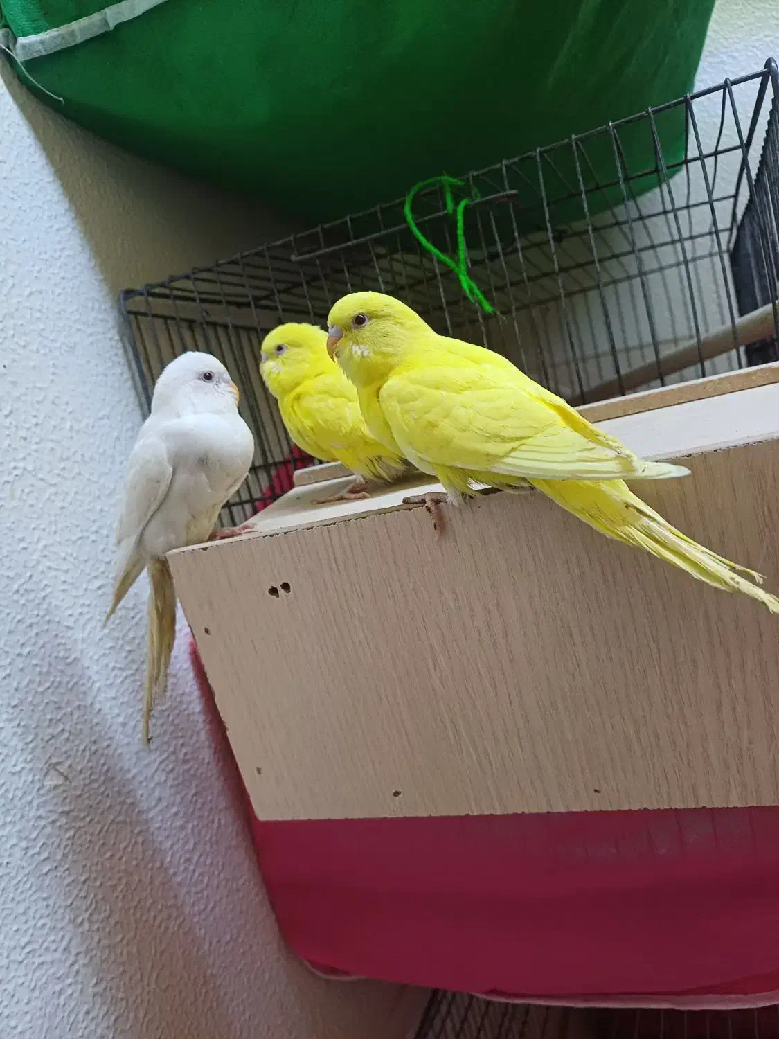 مرغ عشق هلندی فول بادی گرید A|پرنده|شاهینشهر, شهرک گلدیس|دیوار