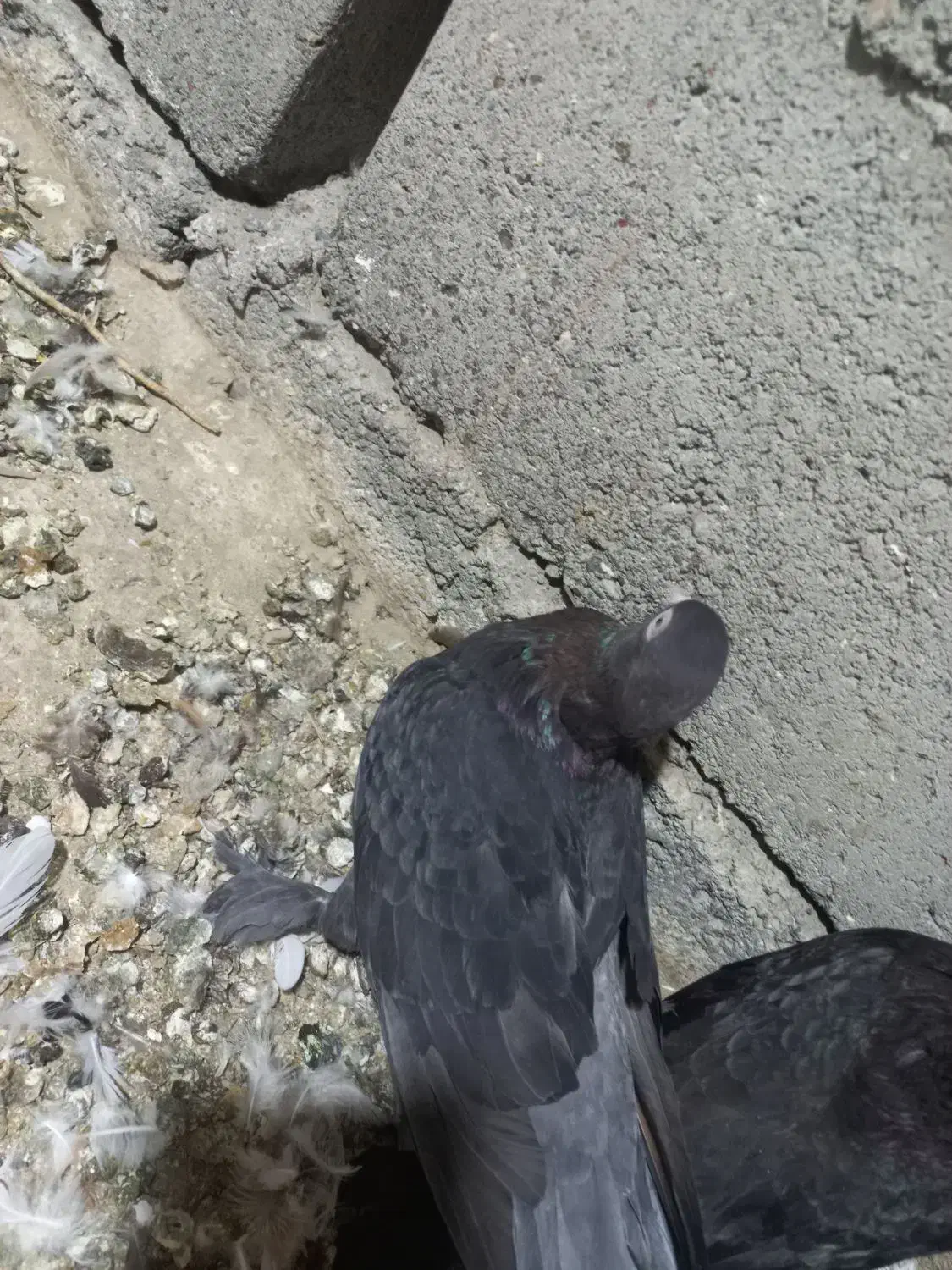 گره زمینی|پرنده|بند زرک, |دیوار