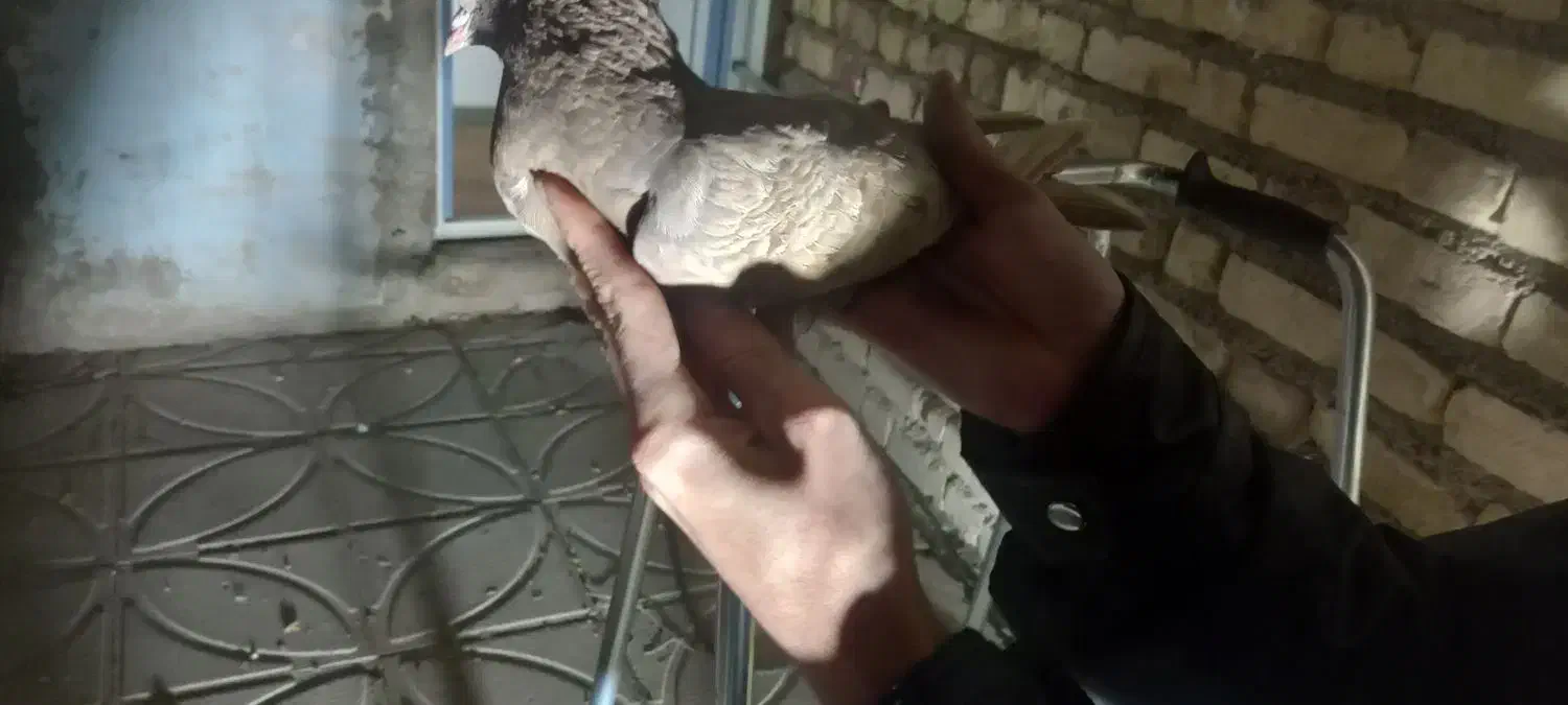 کبوتر|لوازم جانبی حیوانات|داراب, |دیوار