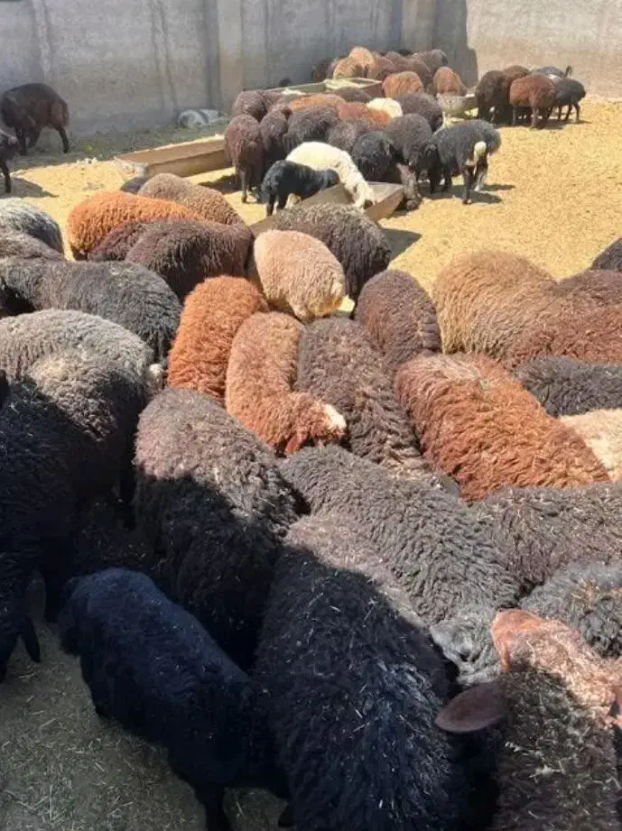 گوسفند،گوساله،بره نر،وزن ۳۰ کیلو تا ۸۰،بدونه واسطه|حیوانات مزرعه|قرچک, داوود آباد|دیوار