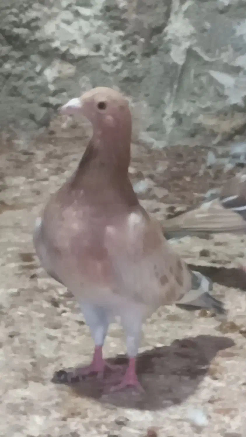 جفت نر سار سبز ماده سار زرد|پرنده|بیرجند, |دیوار