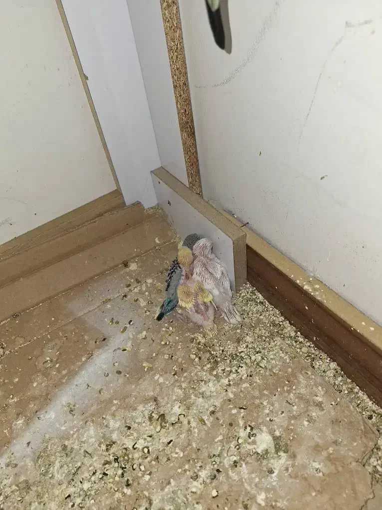 مرغ عشق|پرنده|شیراز, شیشهگری|دیوار