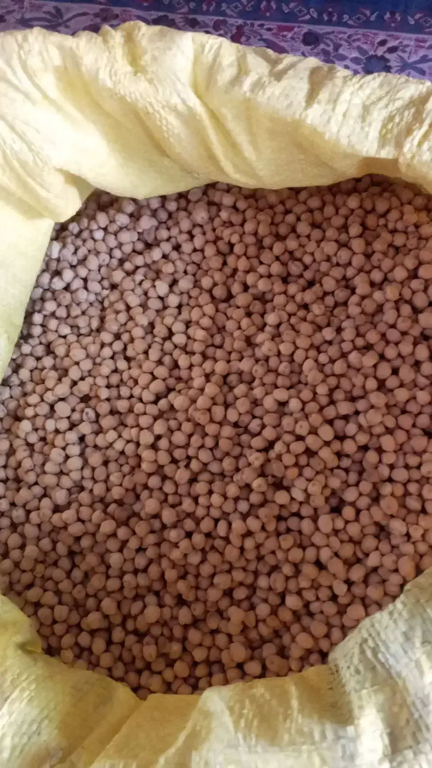 نخود ابگوشتی|عمده‌فروشی|گلی داغ, |دیوار