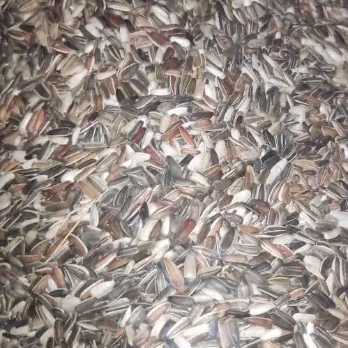 تخمه ریز|عمدهفروشی|کنگاور, |دیوار