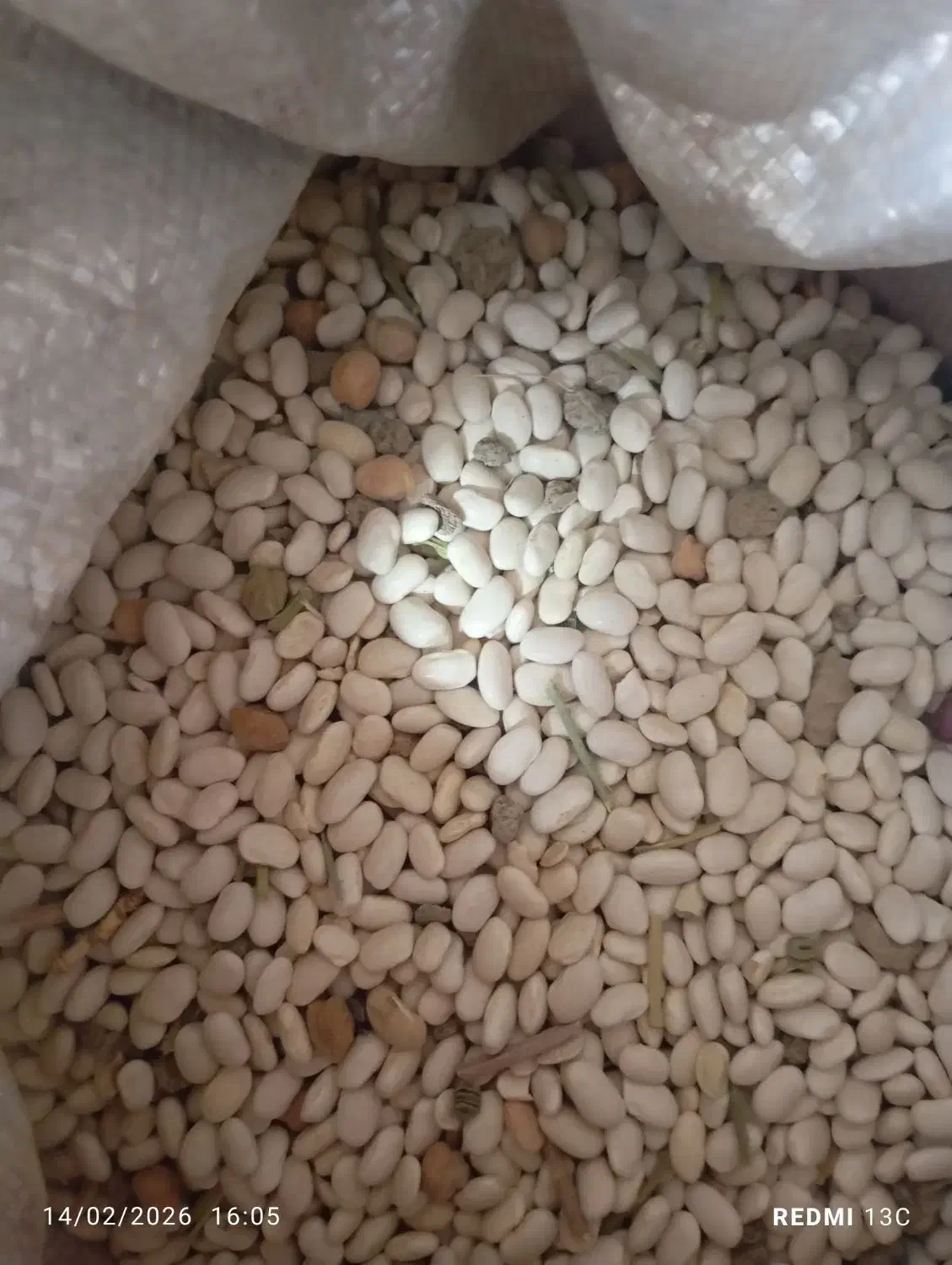 لوبیا سفید|حراج|الیگودرز, |دیوار