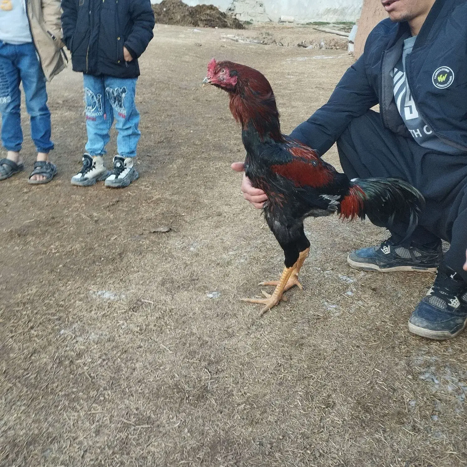 مرغ و خروس لاری|حیوانات مزرعه|سنندج, |دیوار