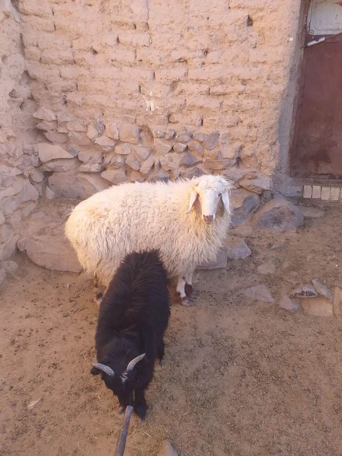 بره نر|حیوانات مزرعه|درمیان, |دیوار