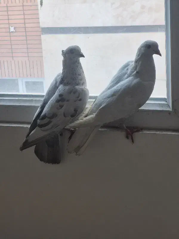 کفتر|پرنده|تهران, امام زاده عبدالله|دیوار