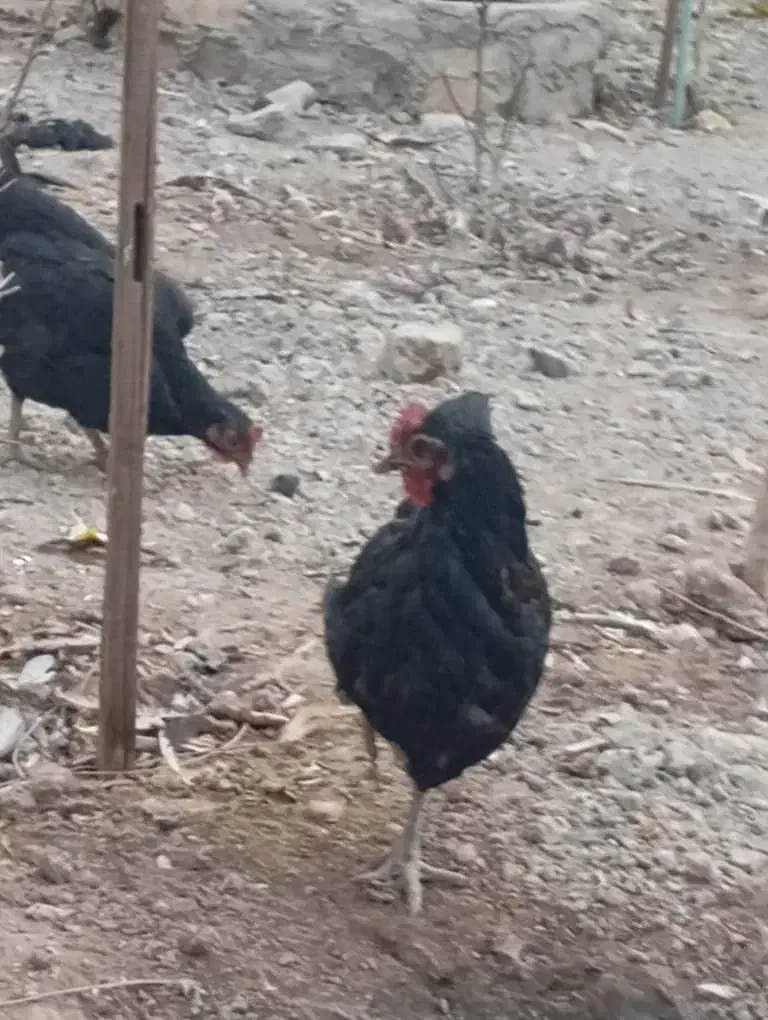 مرغ تخم گذار گلپایگانی|حیوانات مزرعه|پیر بکران, |دیوار