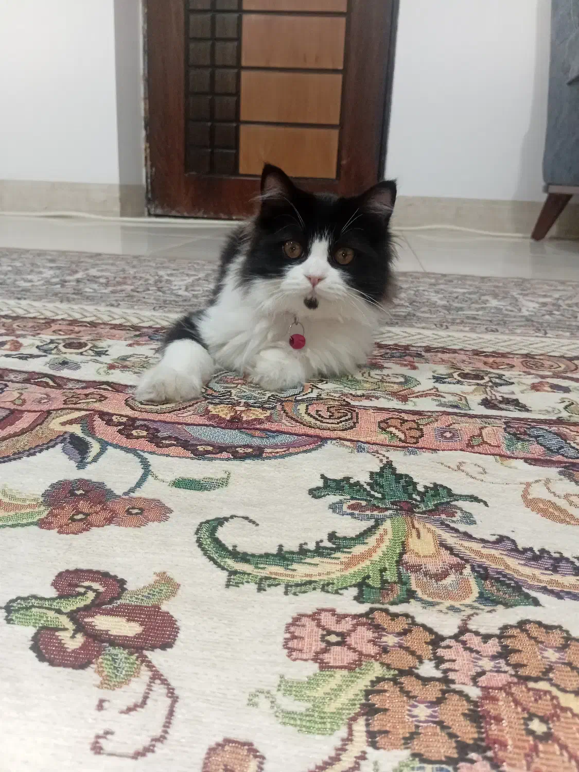 گربه (نیا)۱۶۰۰|گربه|میاندوآب, |دیوار