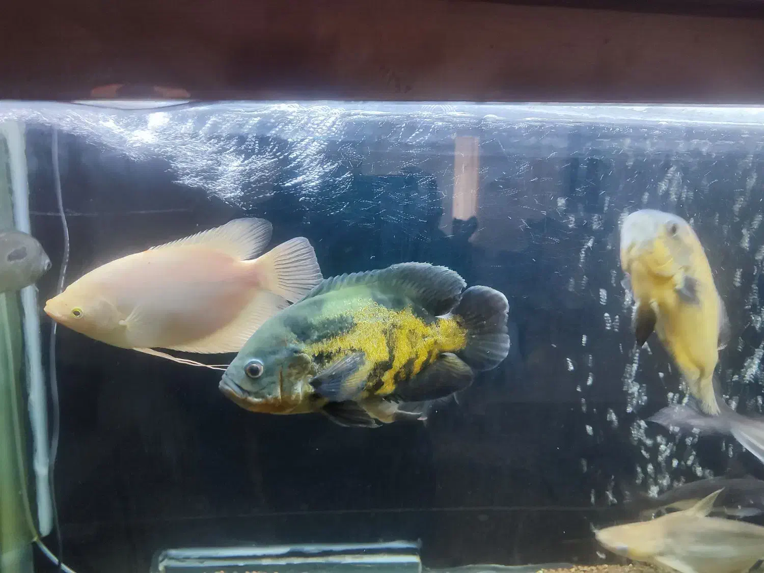 ماهی آکواریوم.گوشتخوار.گیاه خوار.کت فیش|ماهی|تربت‌حیدریه, قائم|دیوار