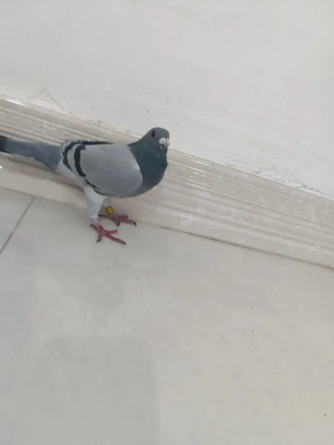 کبوتر مسافتی مست مست|پرنده|اندیمشک, |دیوار