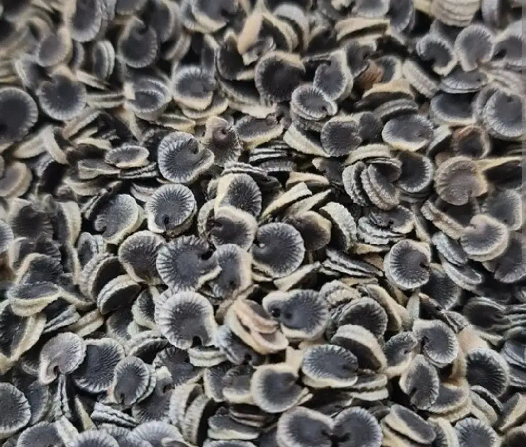 بذر گل ختمی گلبهی رنگ مخلوط با رنگ سرخ هلندی|گل و گیاه طبیعی|سوسنگرد, |دیوار