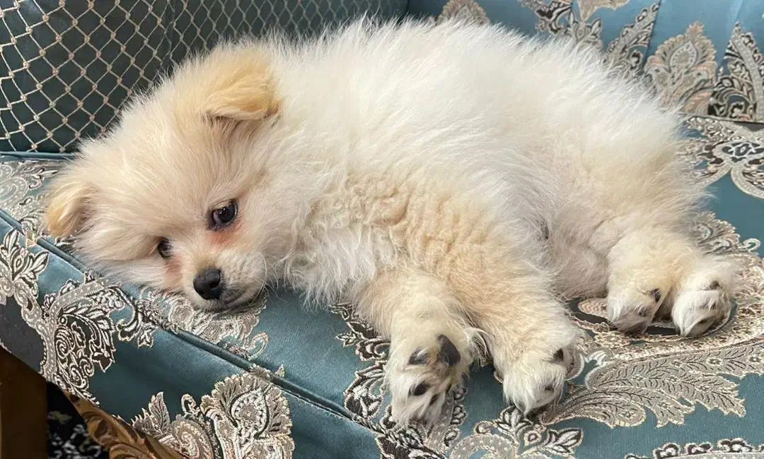 پامرخوشگل وبازیگوش|سگ|قائم‌شهر, |دیوار