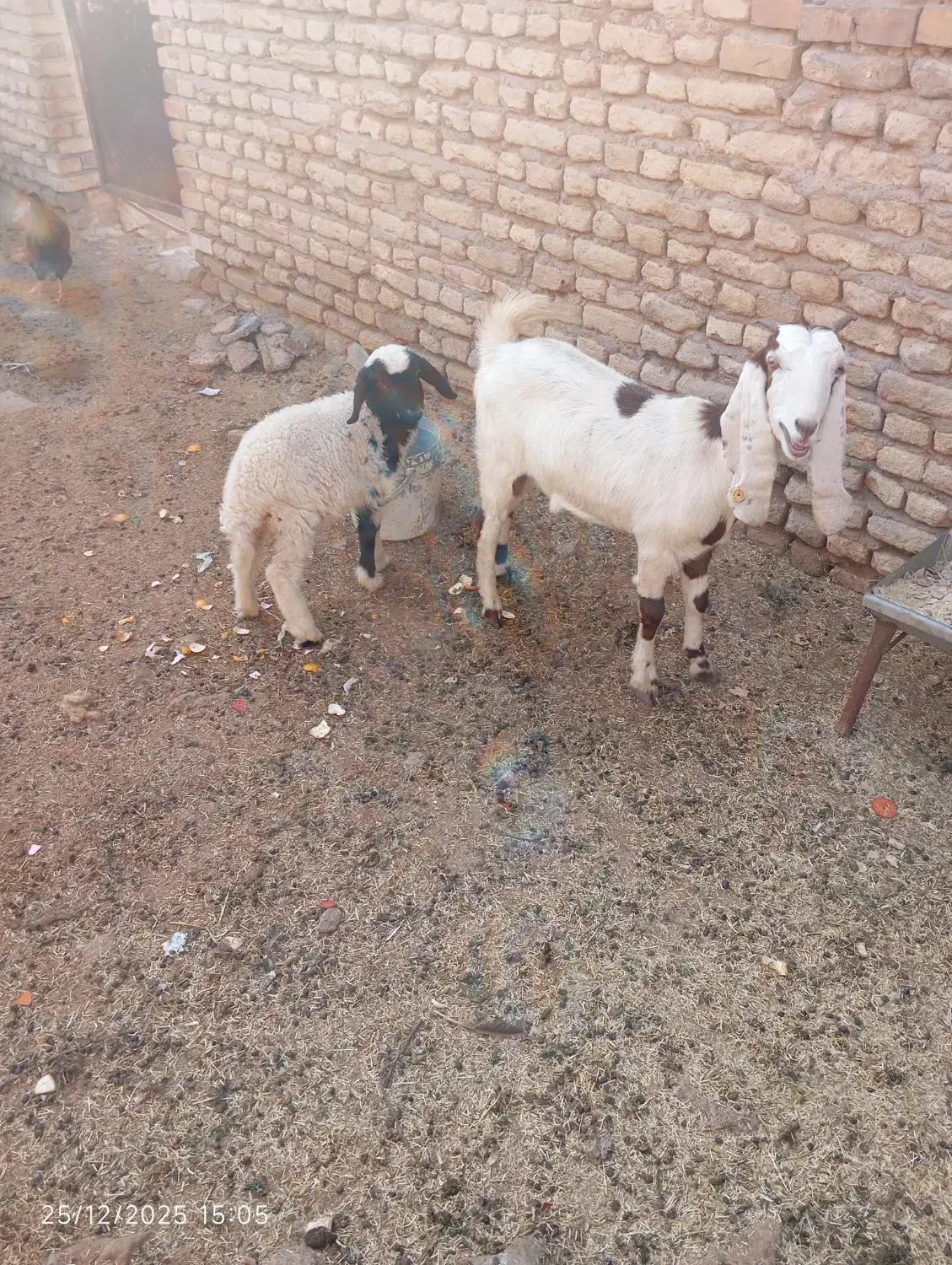 بره|حیوانات مزرعه|شوشتر, |دیوار