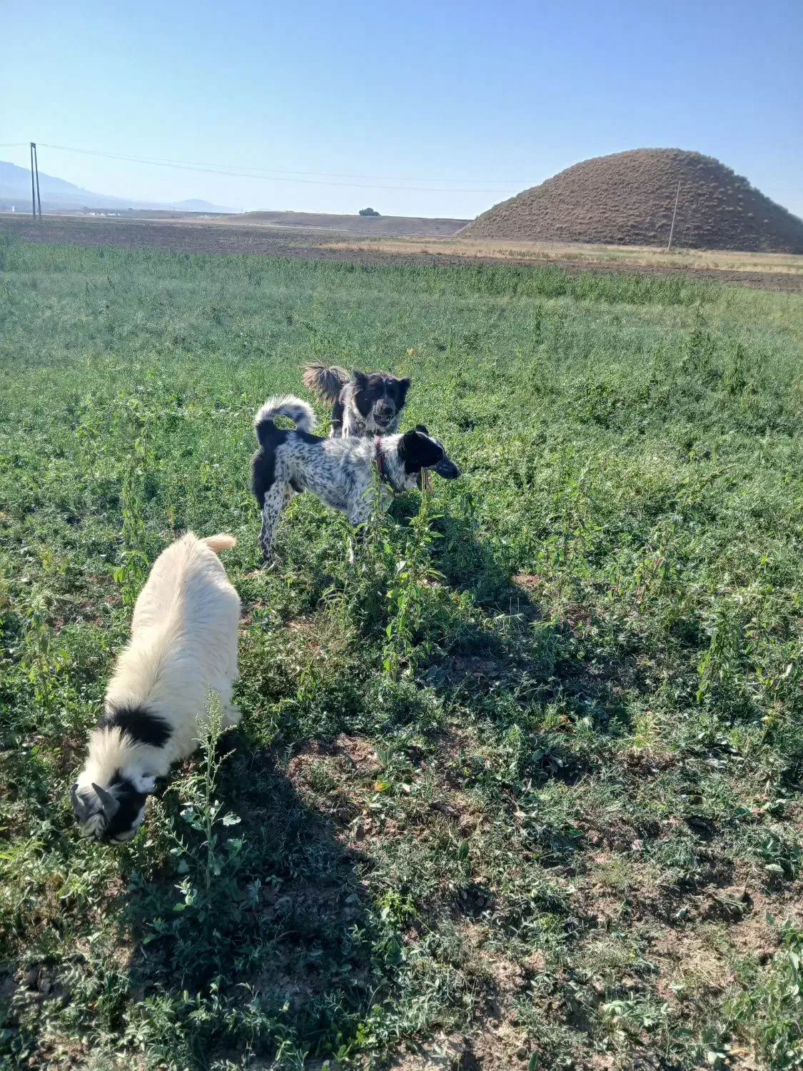 سگ گله|سگ|داران, |دیوار