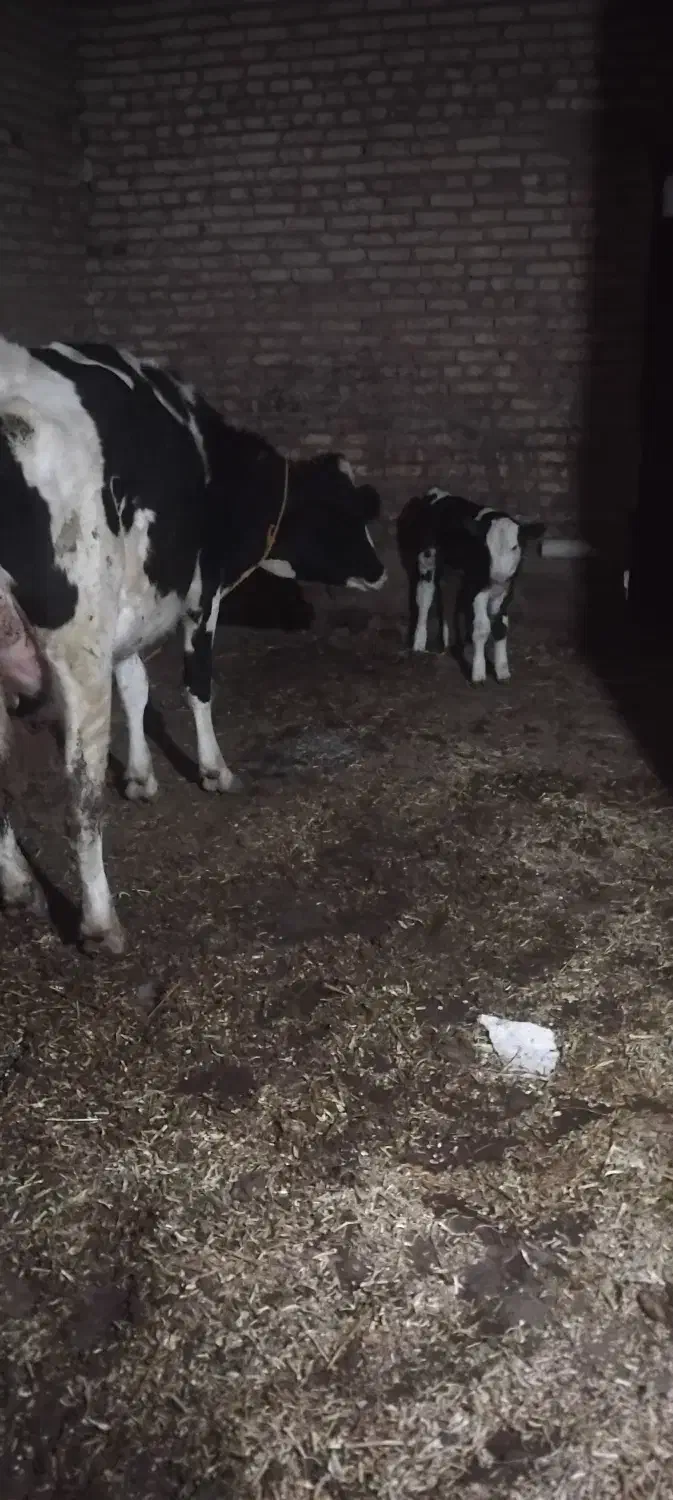 فروش گاو جوان شکم اول|حیوانات مزرعه|سراب, |دیوار