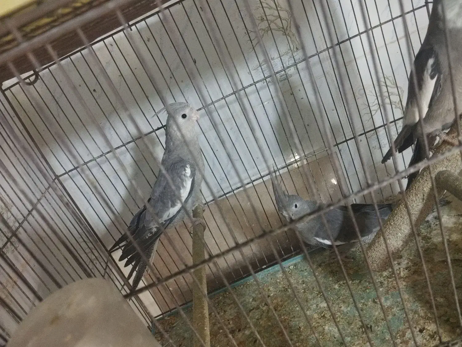 عروس هلندی وایت فیس|پرنده|قم, ناصردیوان|دیوار