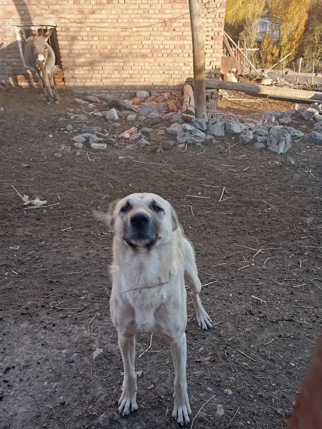 سگ مجانی مخصوص گله داری|سگ|خوی, |دیوار