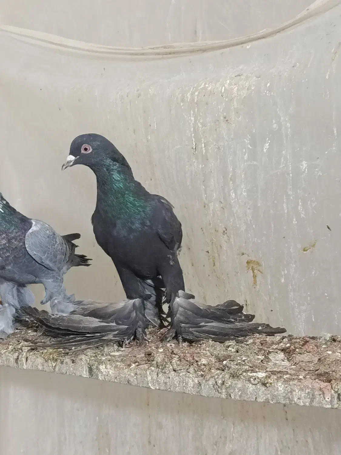 فی.لی ایاخ لی نر|پرنده|تبریز, |دیوار