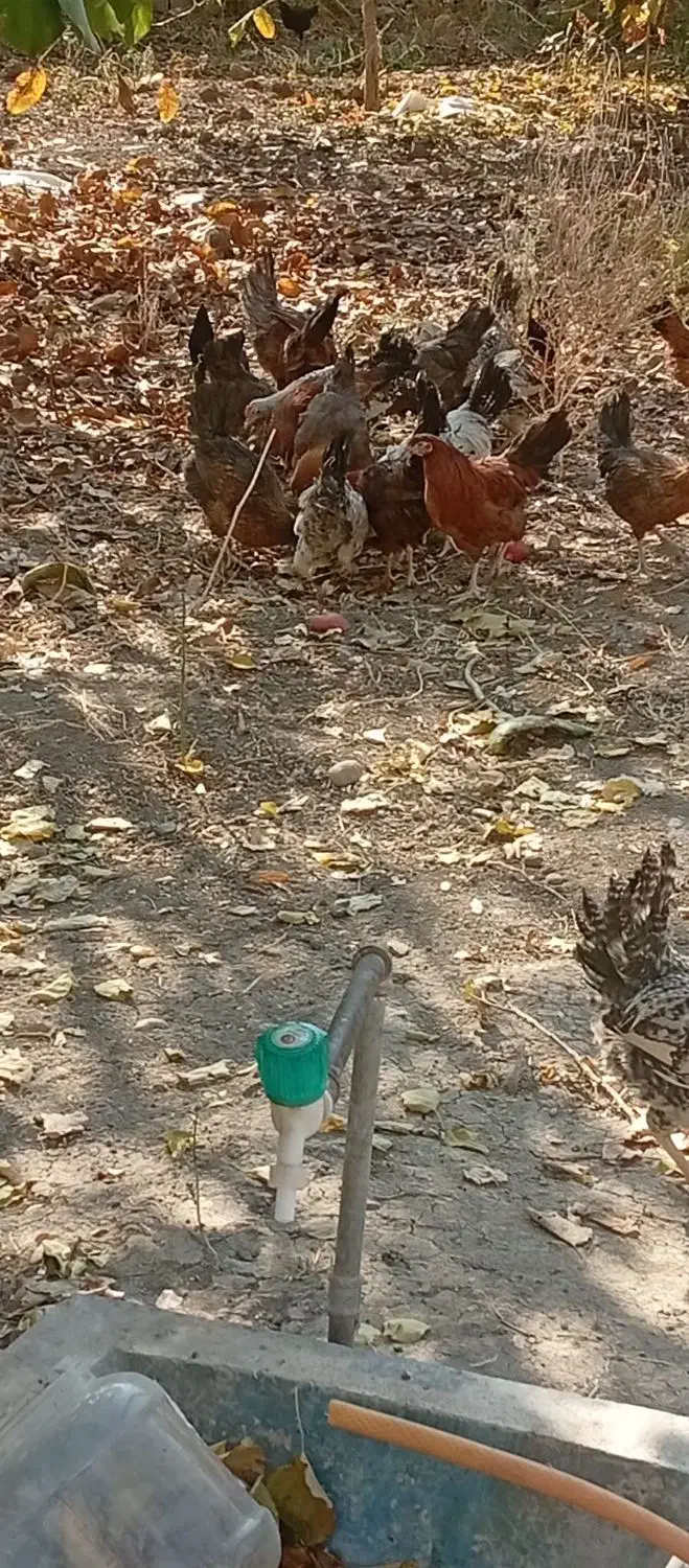 مرغ وخروس محلی|حیوانات مزرعه|نالوس, |دیوار