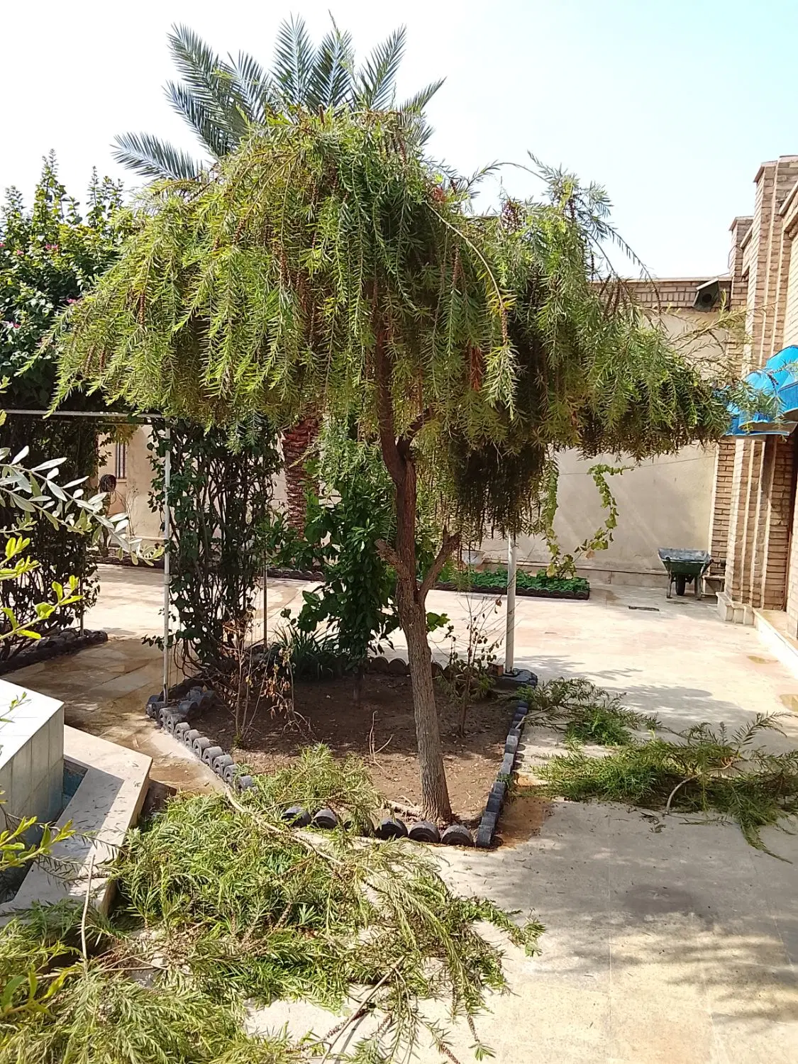 باغبانی.گل کاری.نگهداری|خدمات باغبانی و درختکاری|اهواز, کیانپارس |دیوار