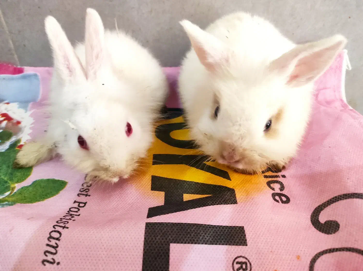 دوتا بچه خرگوش|موش و خرگوش|قزوین, |دیوار