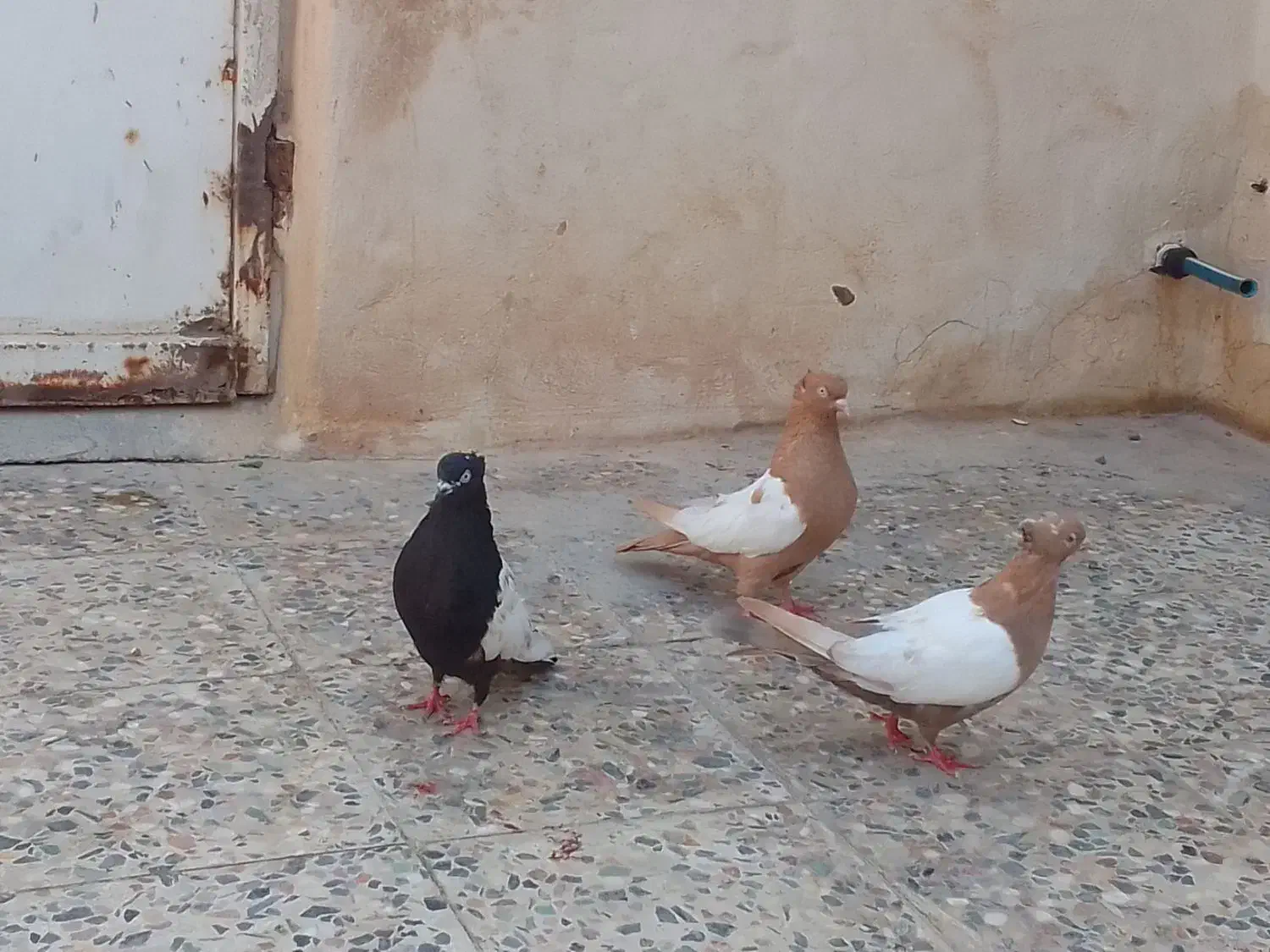 فروش کفتر سینه ای ماده|پرنده|اهواز, بهارستان|دیوار