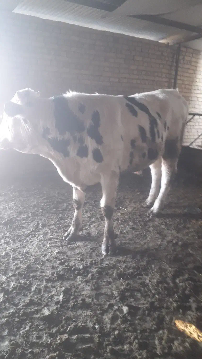 گوساله چاق|حیوانات مزرعه|بوئین زهرا, |دیوار